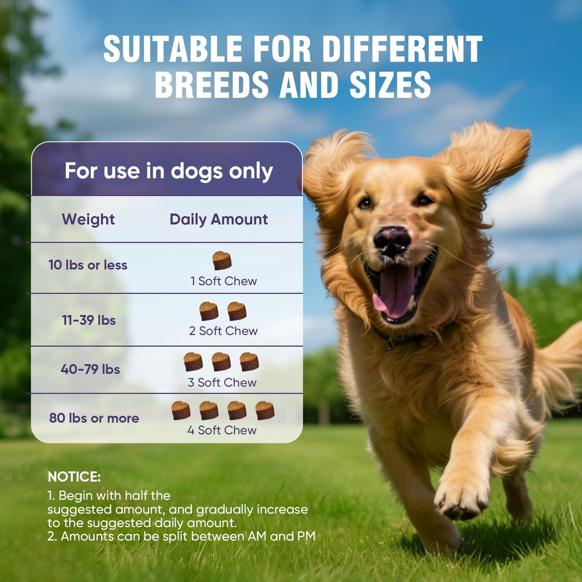Glucosamine Chondroitin MSM Joint Supplement for Dogs 200 ct E1969