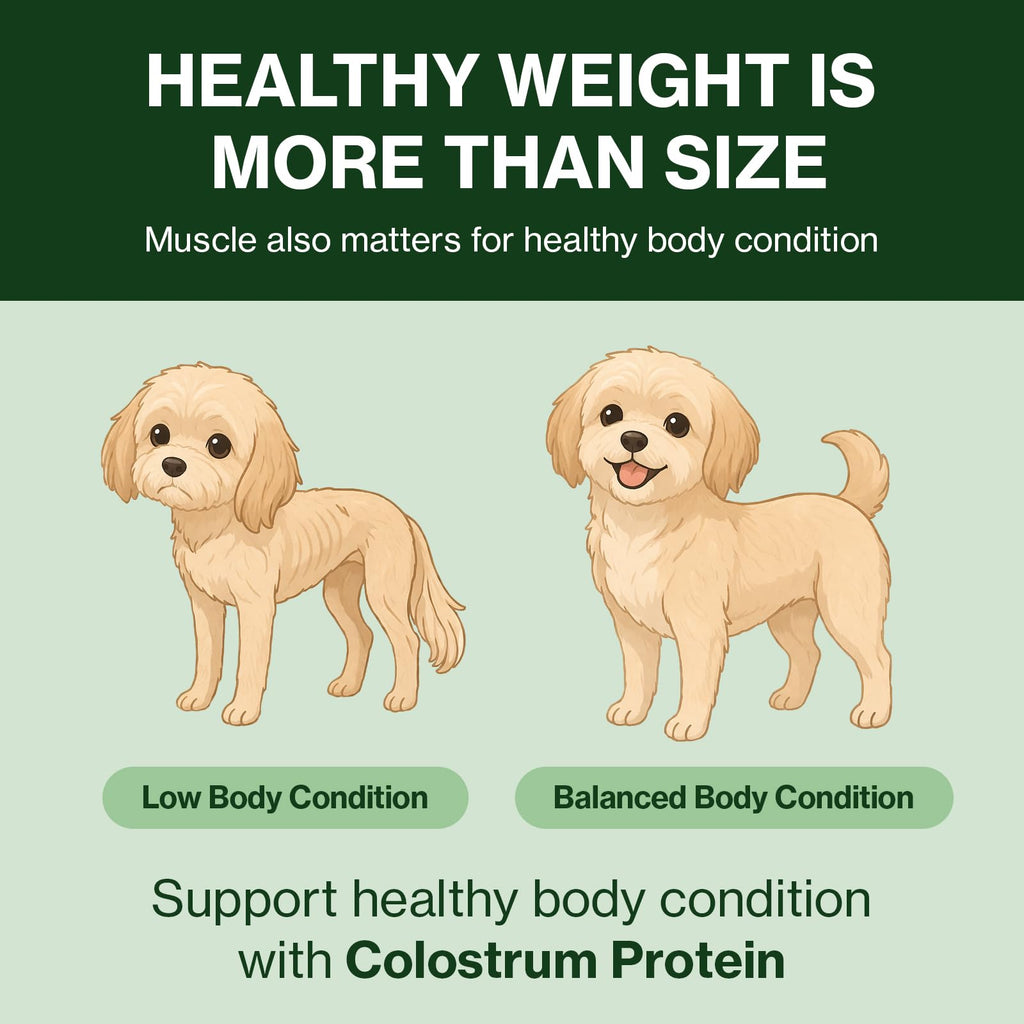 Colostrum Whey Protein Dog Supplement 30 Tubes J658
