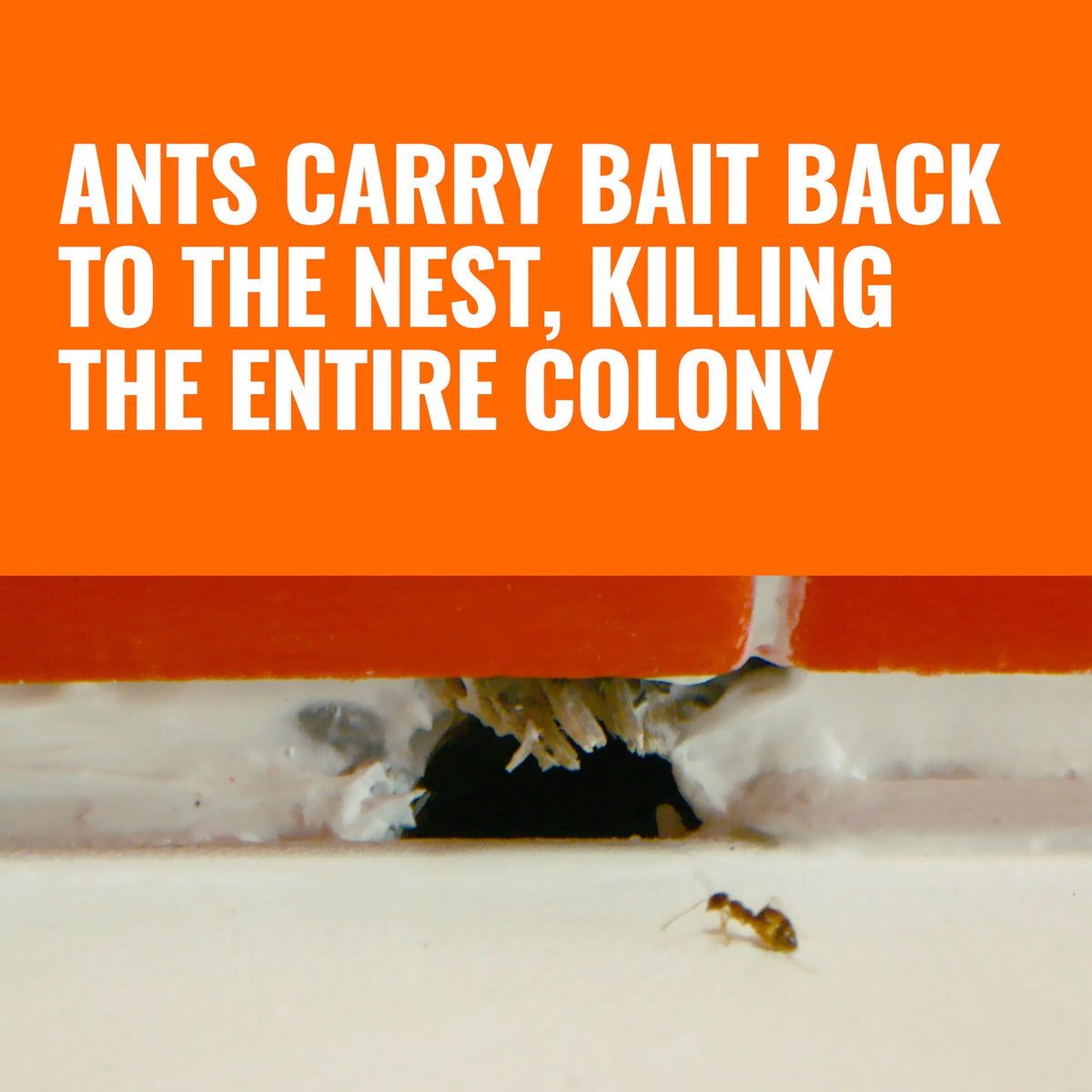 Liquid Ant Killer Bait Stations 12-Pack Z45260