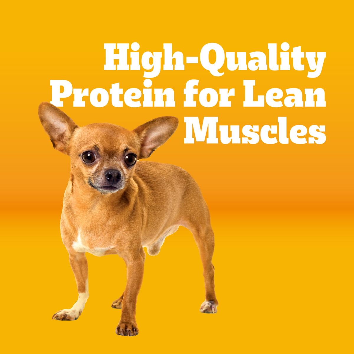Dry Dog Food 14 lb F38984
